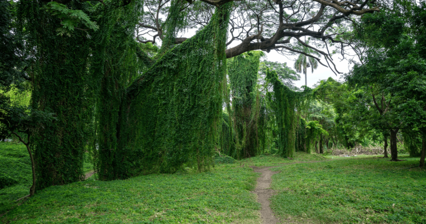 Havana's parks and gardens