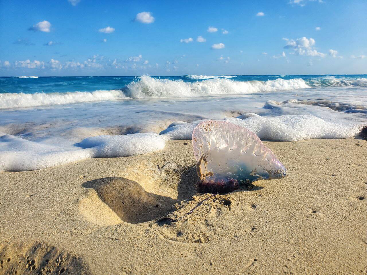 Portuguese Man o’ War jellyfish washed up on a beach in Cuba