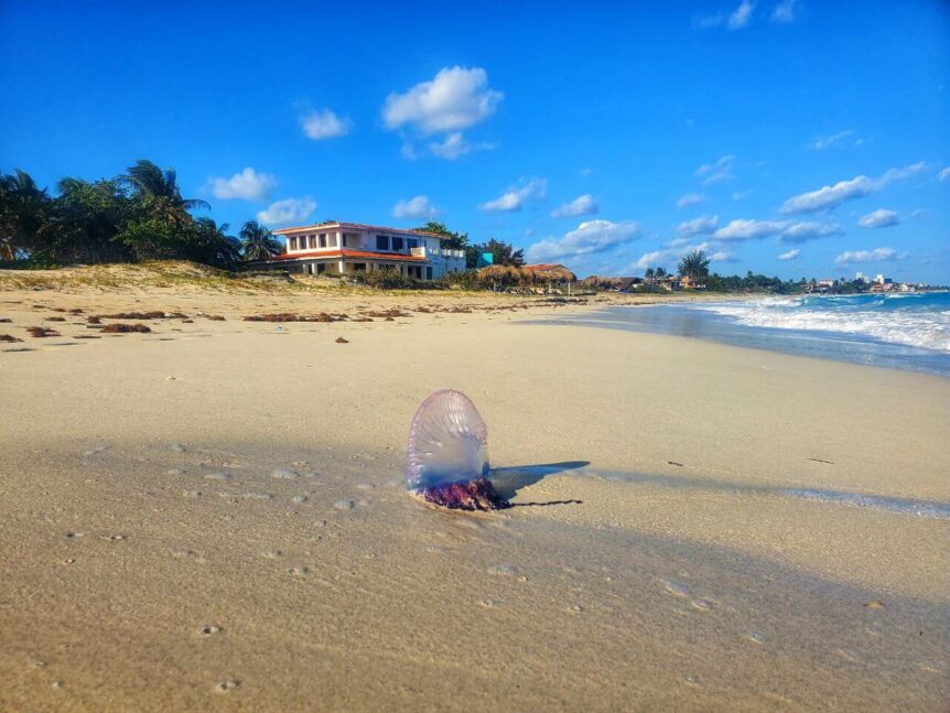 Une physalie échouée sur la plage à Varadero